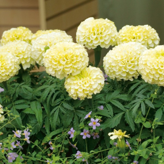 Samtenes augstās Albatros, Samteņu sēklas Albatros, Samtenes Albatros