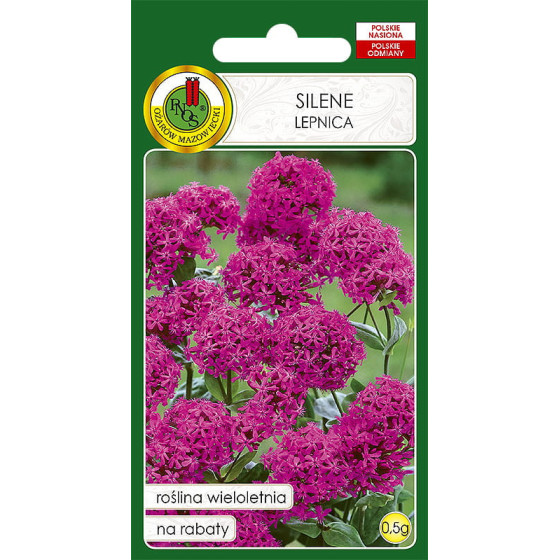 Austrumu silene, Silenes sēklas, Silene puķe, Silene orientalis