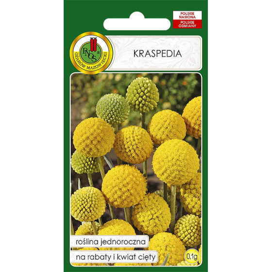 Kraspēdija, kraspēdijas, kraspēdiju sēklas, lodveida kraspēdijas, Craspedia globosa
