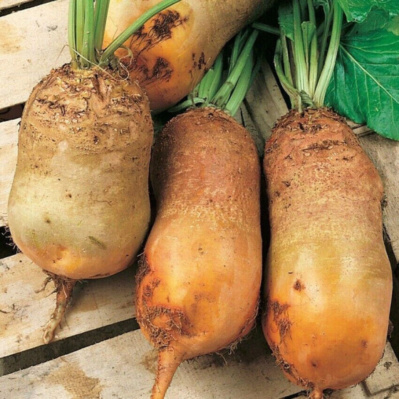 Lopbarības bietes JAUNE D'ECKENDORF 0.5kg,  lopbarības bietes, bietes