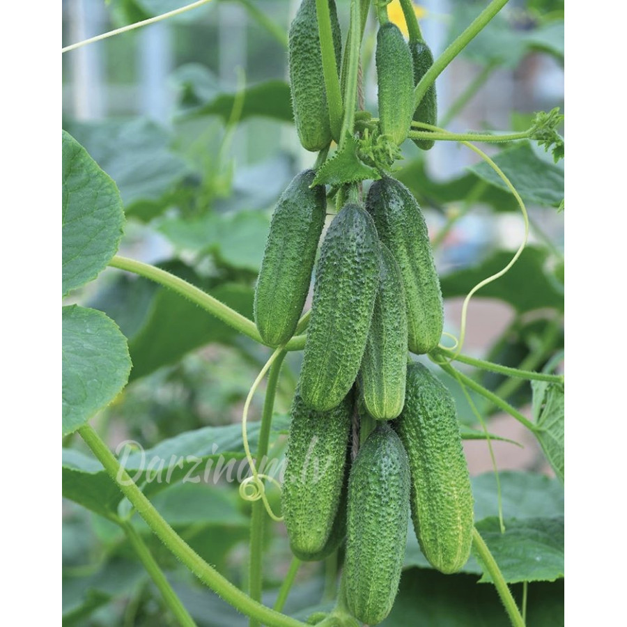 Gurķi Majestosa F1, Gurķu sēklas Majestosa F1, Profesionālās gurķu sēklas