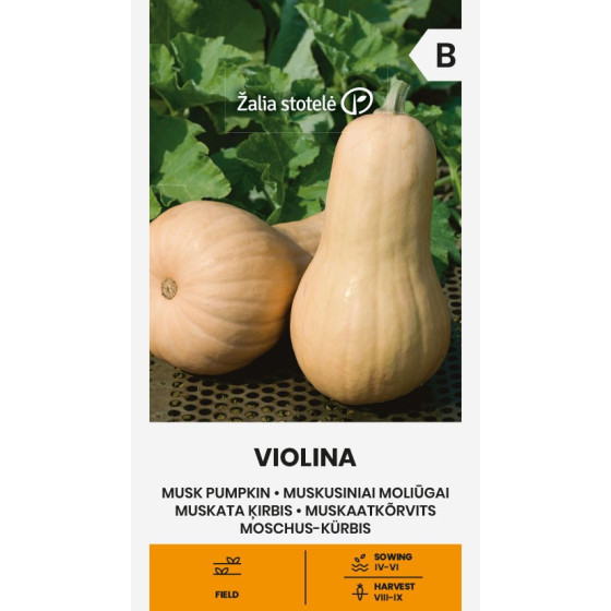 Ķirbis muskata VIOLINA, Muskatķirbis, Muskatķirbja sēklas, Muskatķirbju sēklas