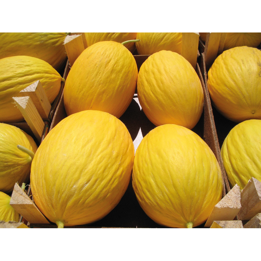 Melone Amarillo Canaria, Melones, Meloņu sēklas