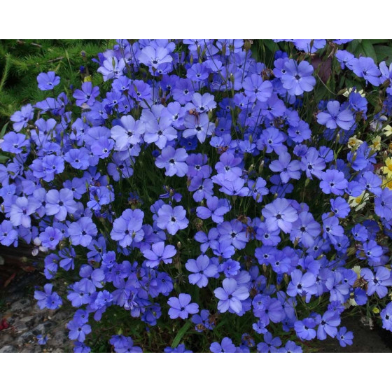 Silene coeli-rosa Blue Angel 0,5g