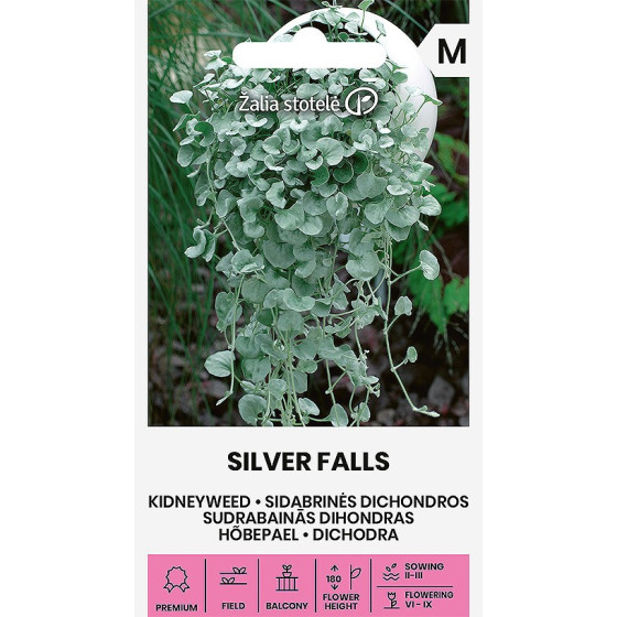 Dihondra Silver Falls, Dihondras sēklas, Dichondra repens, Sudrabainā dihondra