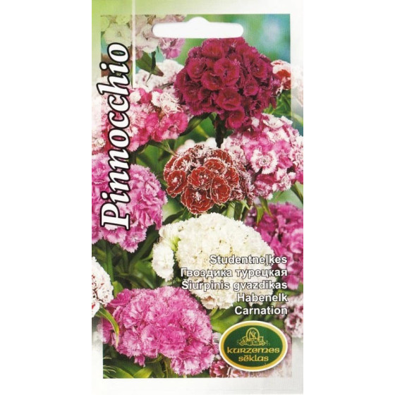 Neļķes Pinnocchio 1g (KS)