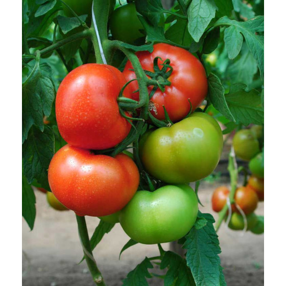 Tomātu sēklas Rally, Rally F1, Tomāti Rally F1