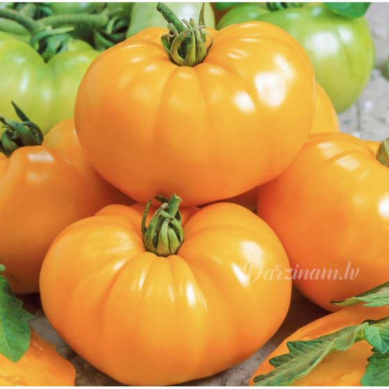 Tomāti Beorange, Tomātu sēklas Beorange