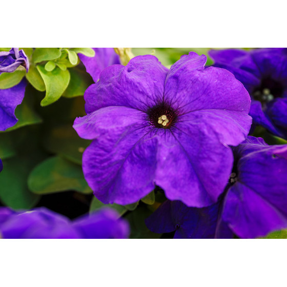 Petunia grandiflora Limbo GP Blue, petūniju sēklas