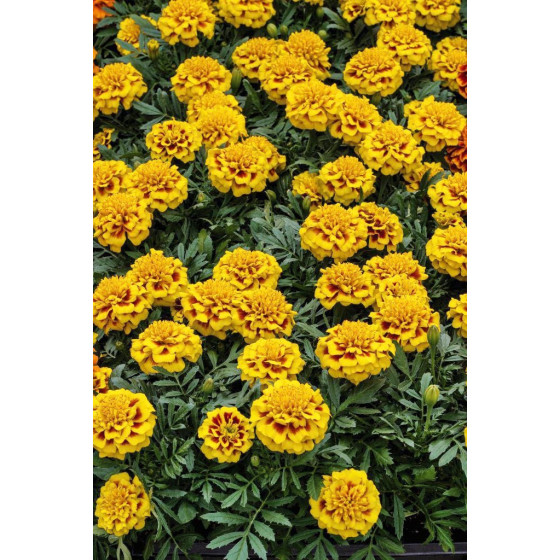 Samtenes zemās Super Hero Yellow Bee, Samteņu sēklas