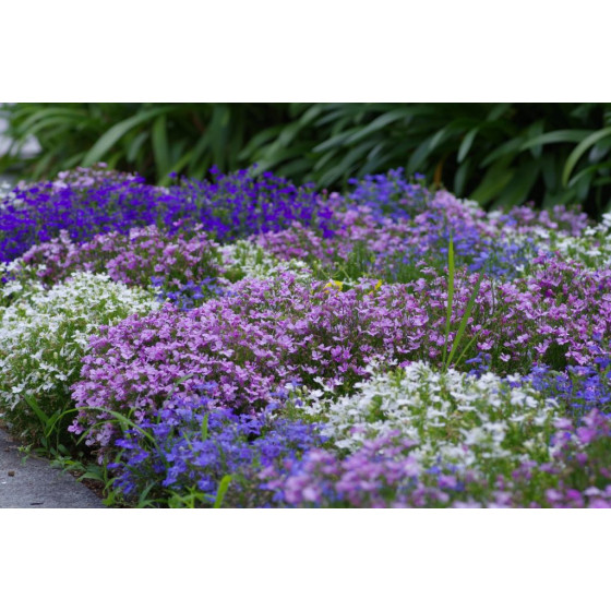 Lobēlijas Royal Palace, Lobelia erinus Royal Palace