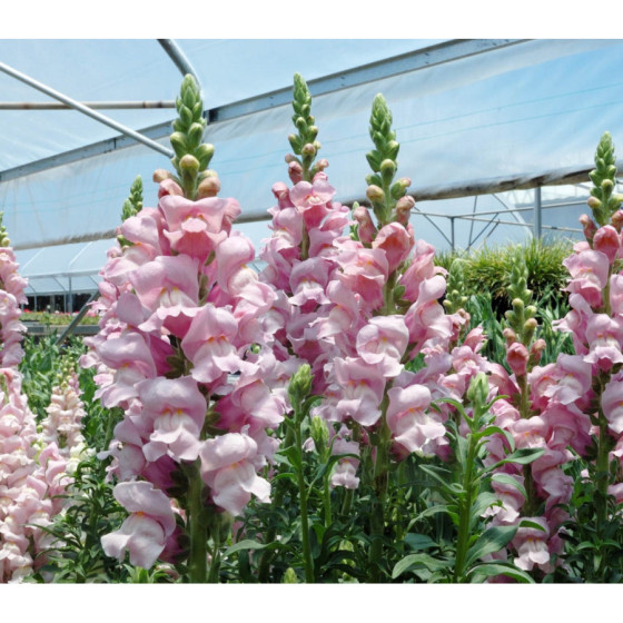 Lauvmutītes Opus™ III/IV Lavender, Lauvmutīšu sēklas Opus™ III/IV Lavender