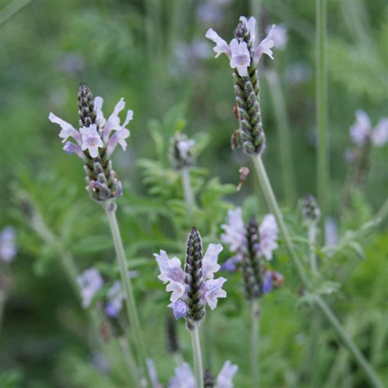 Lavanda, Lavandas sēklas, Lavanda Torch Minty Ice, Lavandula multifida, Ēģiptes lavanda