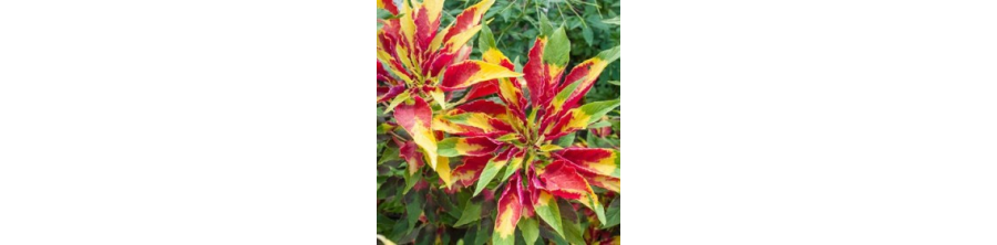 Amaranti, Amarants, Amaranta sēklas, Amarantu sēklas, Amaranthus caudatus