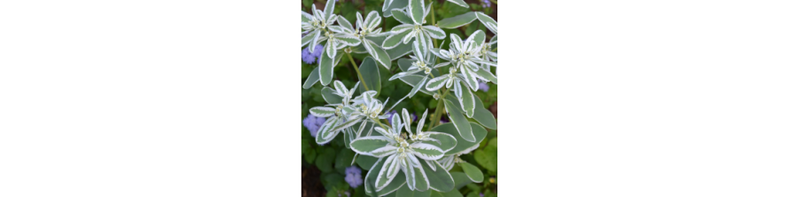 Eiforbijas, Eiforbiju sēklas, Euphorbia, Daudzkrāsu eiforbija