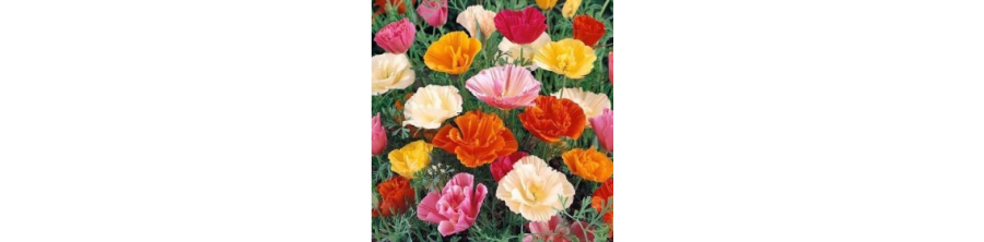 Ešolcijas, Ešolcijas sēklas, Ešolciju sēklas, Eschscholzia californica