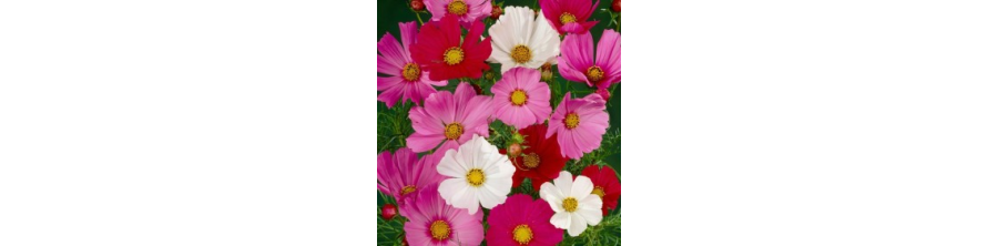 Kosmejas, Kosmiju sēklas, Divplūksnu kosmejas, Cosmos bipinnatus