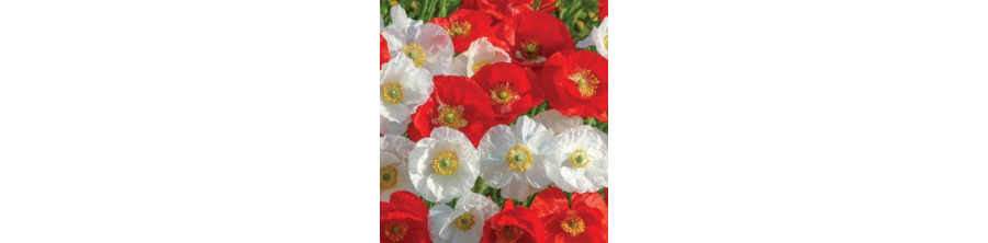 Magones, Magoņu sēklas, Magones sēklas, Miega magones, Papaver