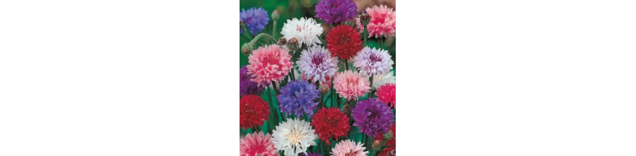 Rudzupuķes, Rudzupuķu sēklas, Rudzupuķes sēklas, Centaurea cyanus