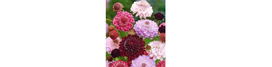 Skabiozas, Skabiozu sēklas, Scabiosa atropurpurea, Scabiosa caucasica