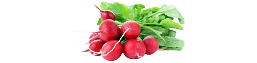 Redīsi, Redīsu sēklas, Redīsu šķirnes, Nopirkt redīsu sēklas, Sēklas