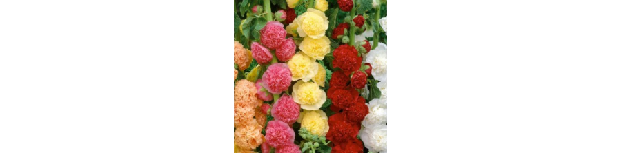 Kāršrozes, Kāršrožu sēklas, Kāršu rozes, Štokrozes, Alcea rosea