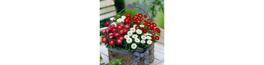 Mārpuķītes, Mārpuķīšu sēklas, Bellis perennis