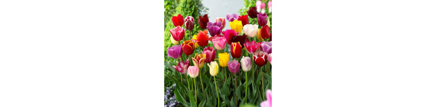 Tulpes