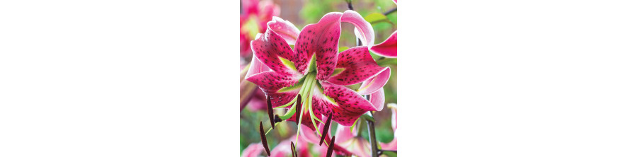 Lilijas, Liliju sīpoli, Nopirkt liliju sīpolus