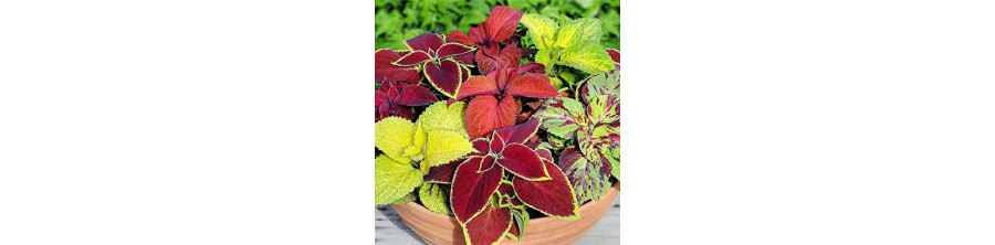 Skaistnātrītes, Skaistnātrīšu sēklas, Coleus, Coleus blumei