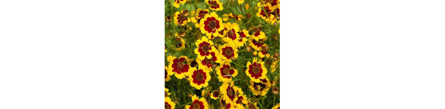 Brūnactiņas, Krāsu brūnactiņas, Coreopsis tinctoria, Brūnactiņu sēklas