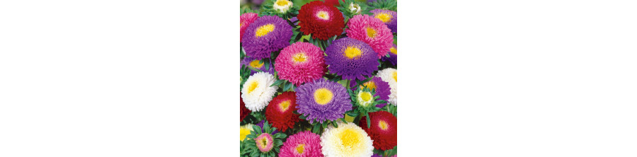 Pomponu
