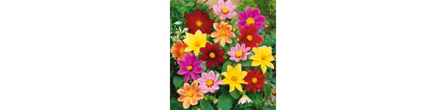 Vasaras dālijas, Vasaras dāliju sēklas, Dahlia variabilis