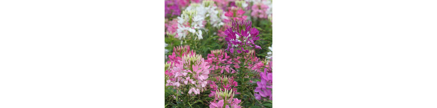 Kleomes, Dzeloņainās kleomes, Cleome spinosa, Kleomju sēklas, Kleomes sēklas