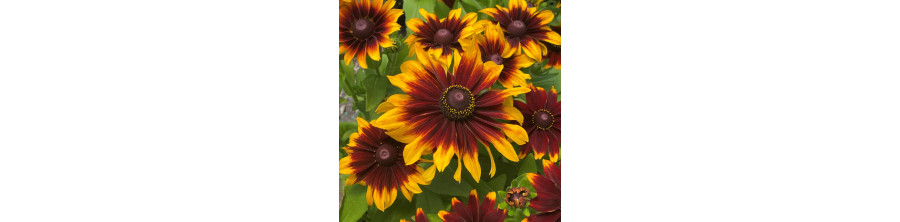 Rudbekijas, Rudbekiju sēklas, Pūkainās rudbekijas