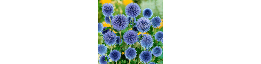 Ežziedes, Ežziežu sēklas, Echinops ritro, Ežziede, Ežziedes sēklas