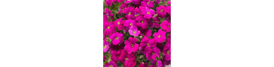 Obrētas, Obretas sēklas, Obrētu sēklas, Dārza obrētas, Aubrieta hybrida